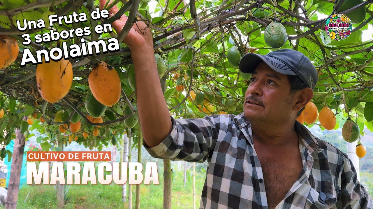 La fruta de 3 sabores en Anolaima, cundinamarca!! 😲😲
