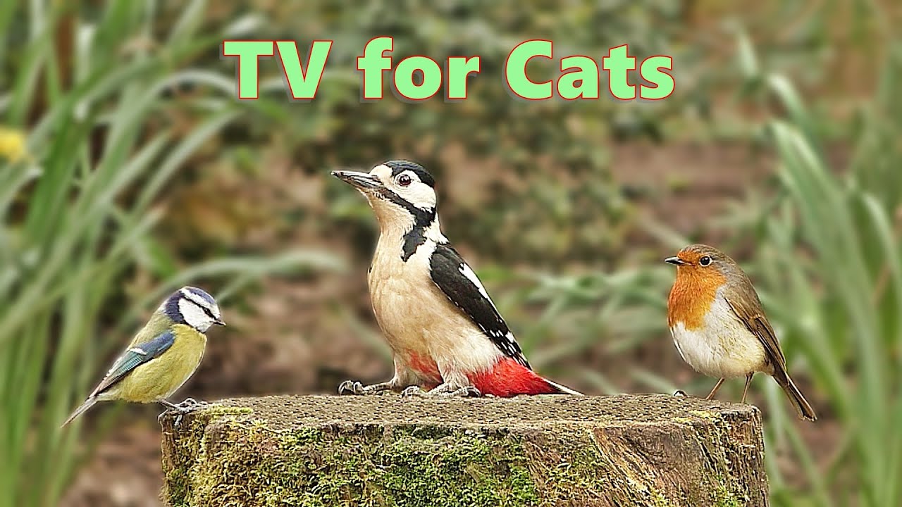 Cat TV 📺 Woodland Birds Fun