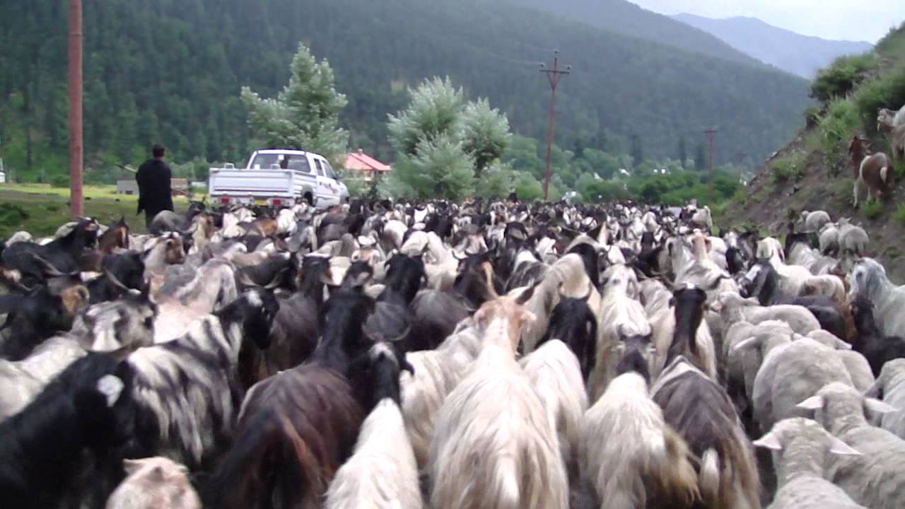 KASHMIR  GOATS.