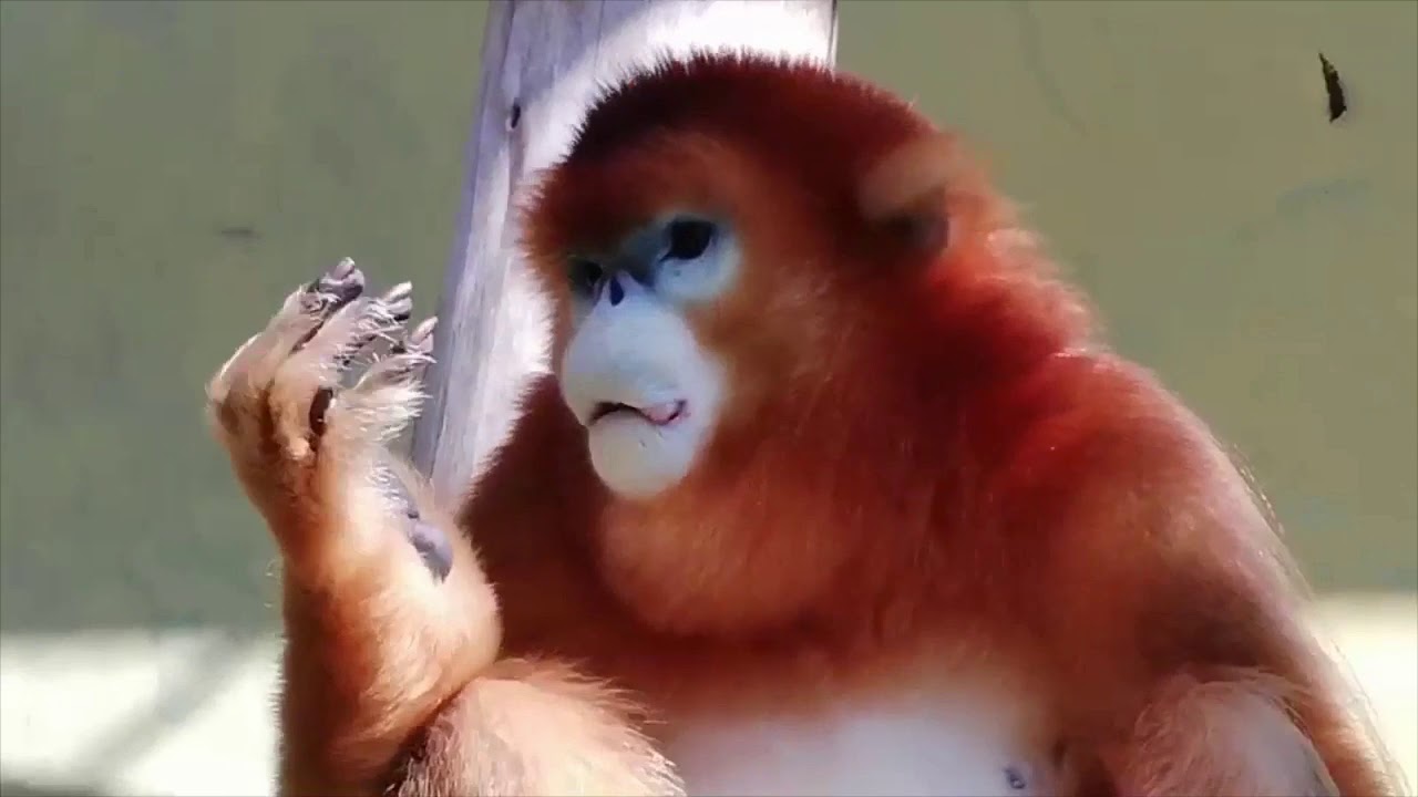 【熊本市動植物園】キンシコウ舎のバックヤード紹介！