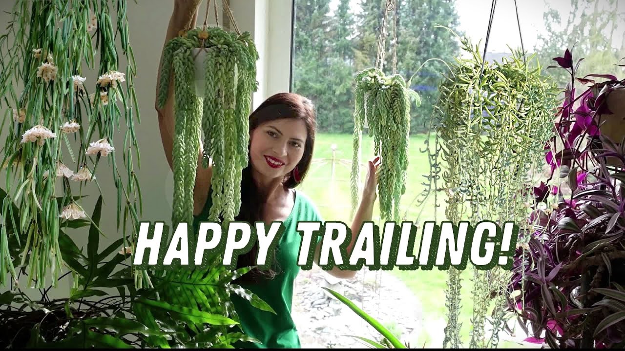 Top 10 Trailing Houseplants for Beginners 🌱Unlocking Their Secrets!