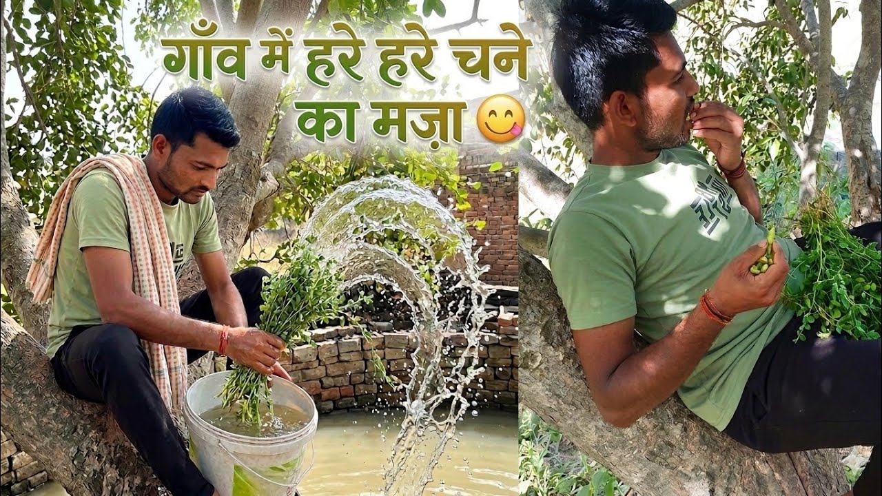 खेत से तोड़कर पेड़ पर बैठकर खाए हरे चने 😱 || गाँव का असली मज़ा Village Life Vlog || Sourabh 2in1 ||