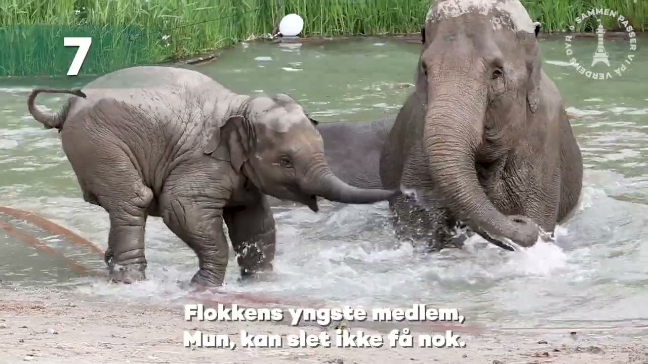 &Aring;RETS 10 BEDSTE VIDEOER FRA ZOO 2022 🎊🐾