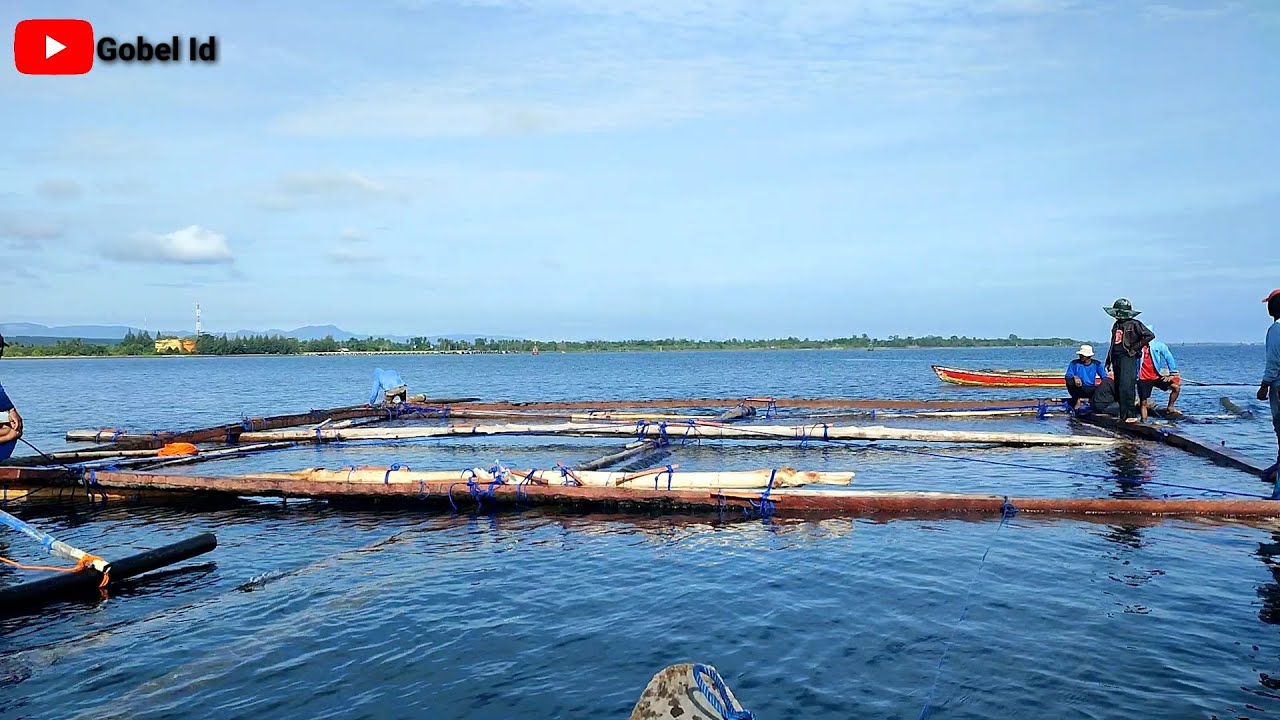 Proses Mendirikan Bagan Tancap Menggunakan Batang Pohon Kelapa I ( Part 2)
