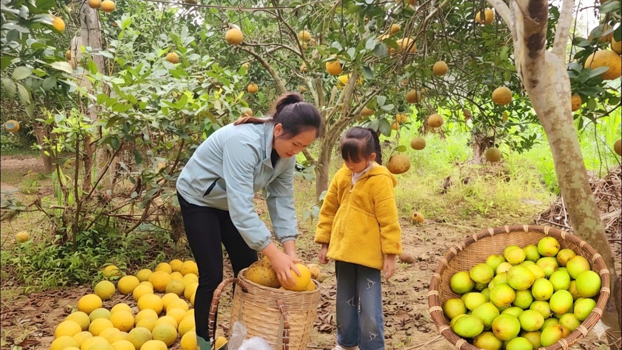 Harvesting apples and pomelos after two years of care, a wonderful day of experience for Loan