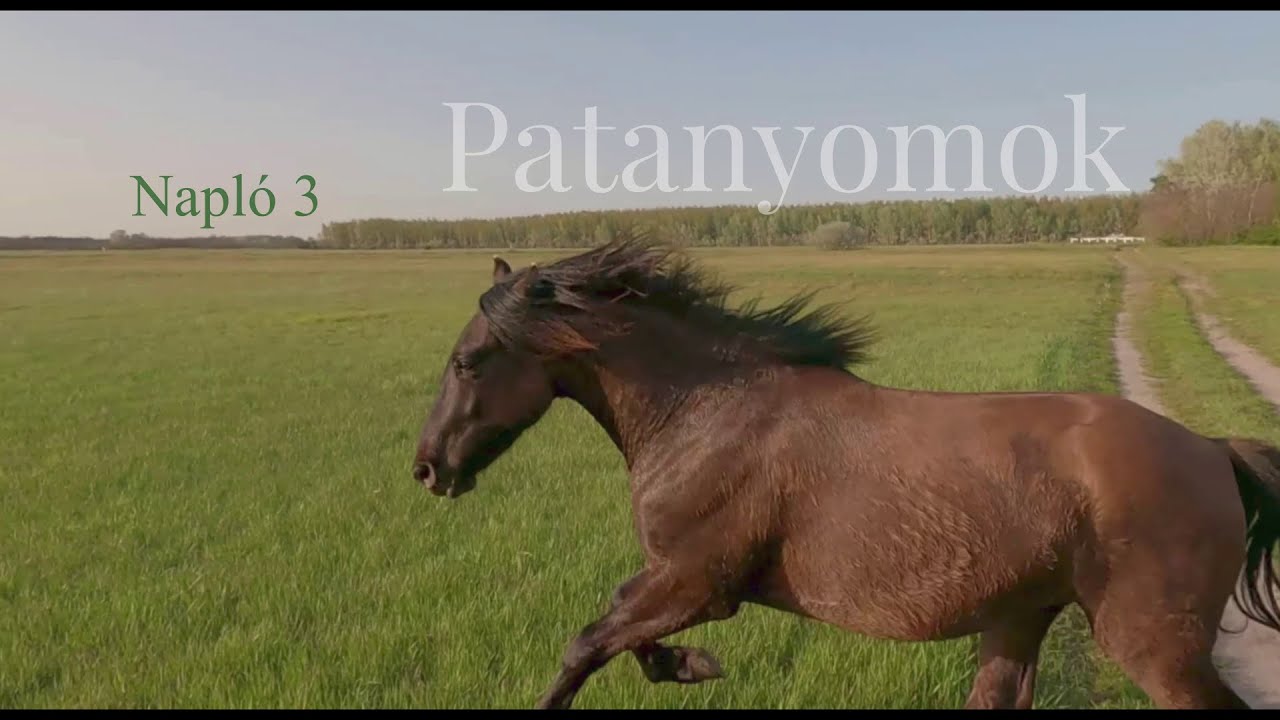 Patanyomok - Napló 3