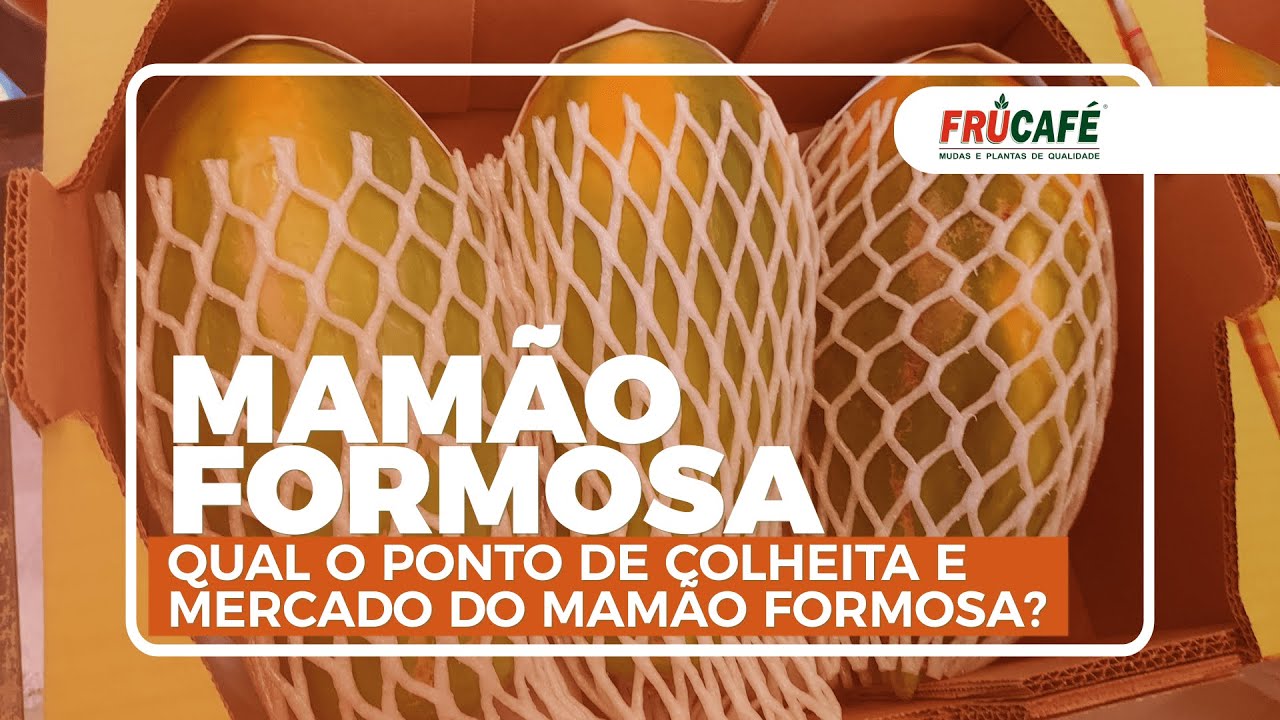 Ponto de Colheita e Comercialização do Mamão, com Carlão Mulinario.