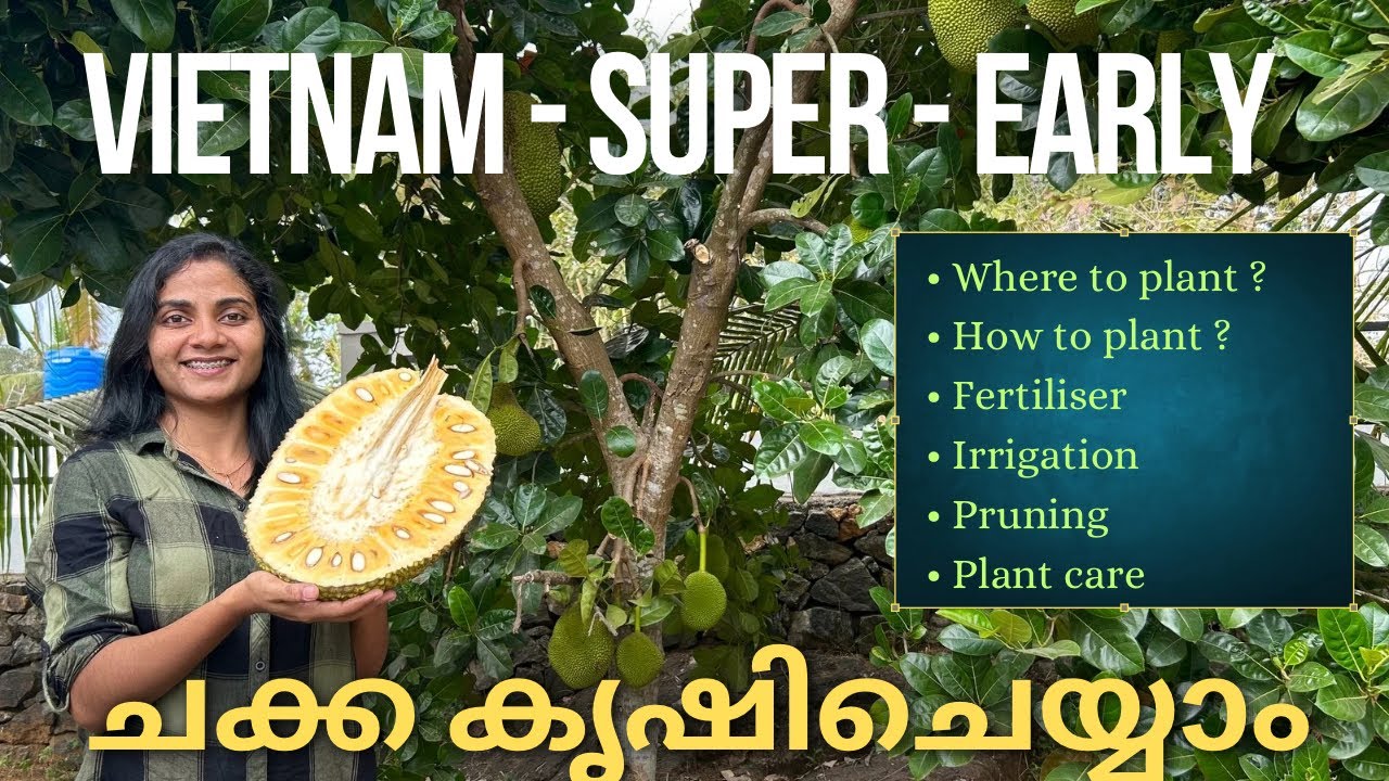 Vietnam Super Early Jackfruit | Jackfruit farming Malayalam | Jackfruit farming in Kerala