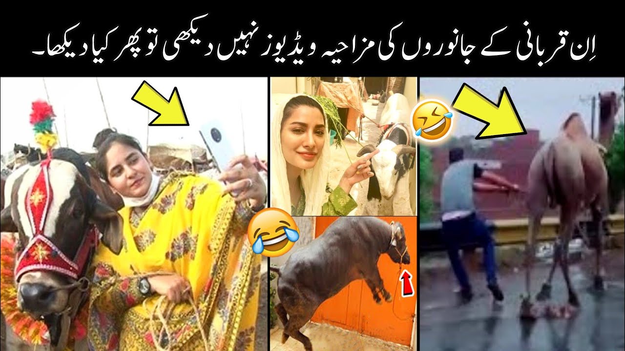 Qurbani Funny Animals 2024 😅😂 | most funny moments of qurbani animals | funny video