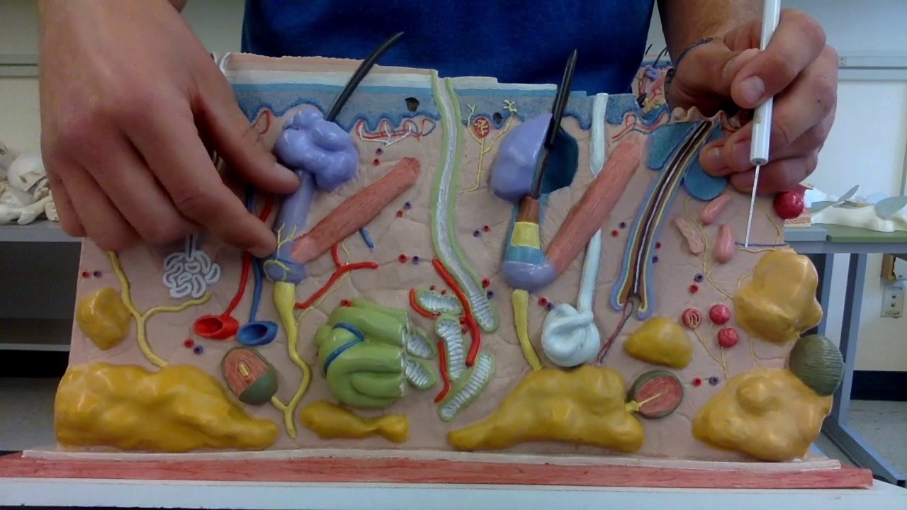 Anatomy I Episode 3: Hair Structures and Layers within the Skin - OWEN