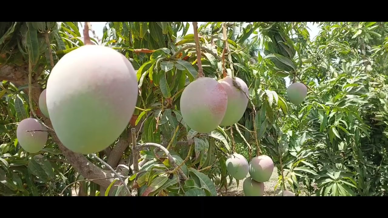 King of Mango | Sindhri Mango | Mango Varities | amazing Fruit | orchard