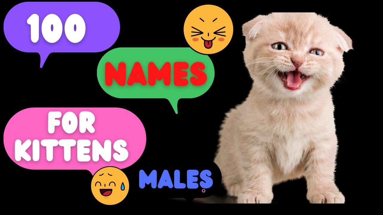 100 Names For Kittens Male. Names for Males Kittens.New Video 2023