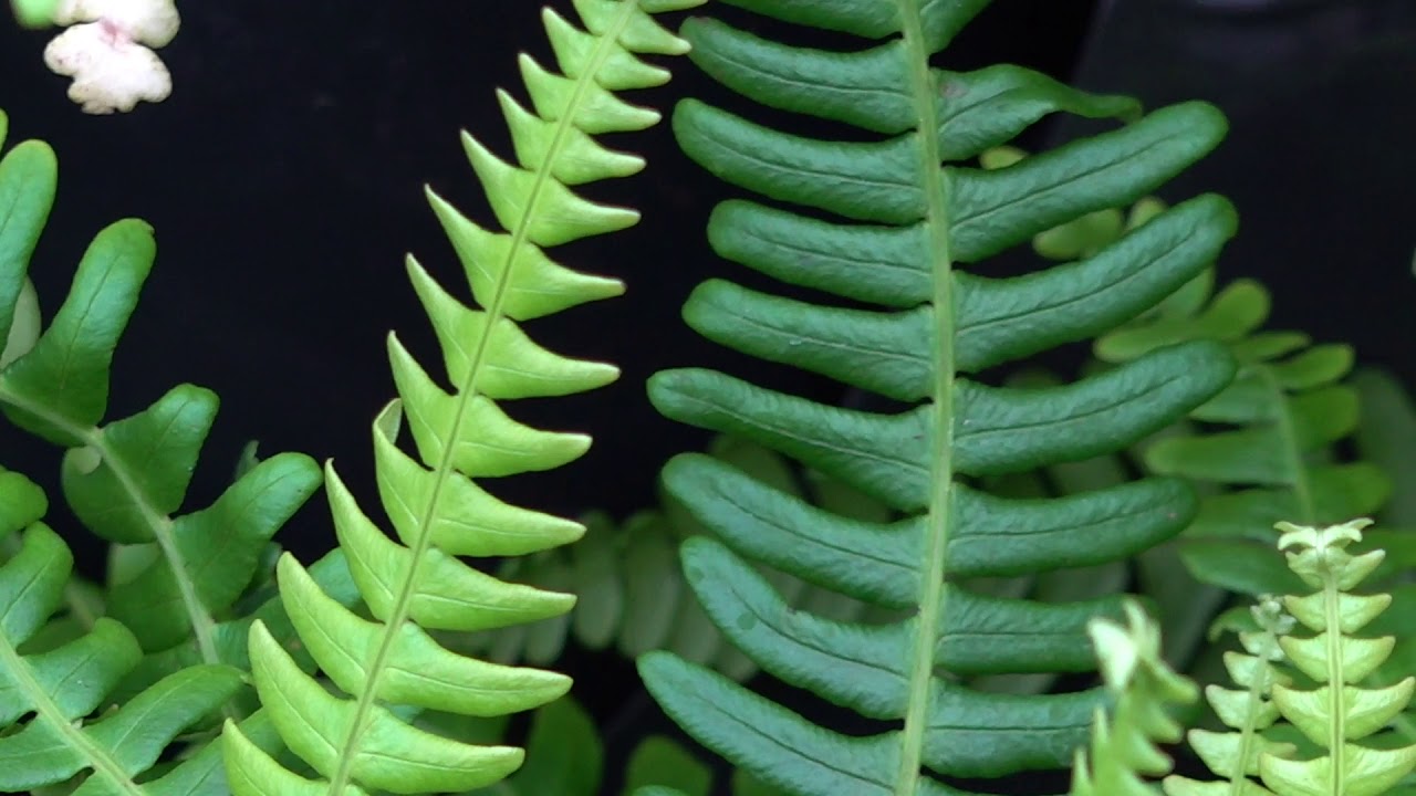 Ferns for the shade garden