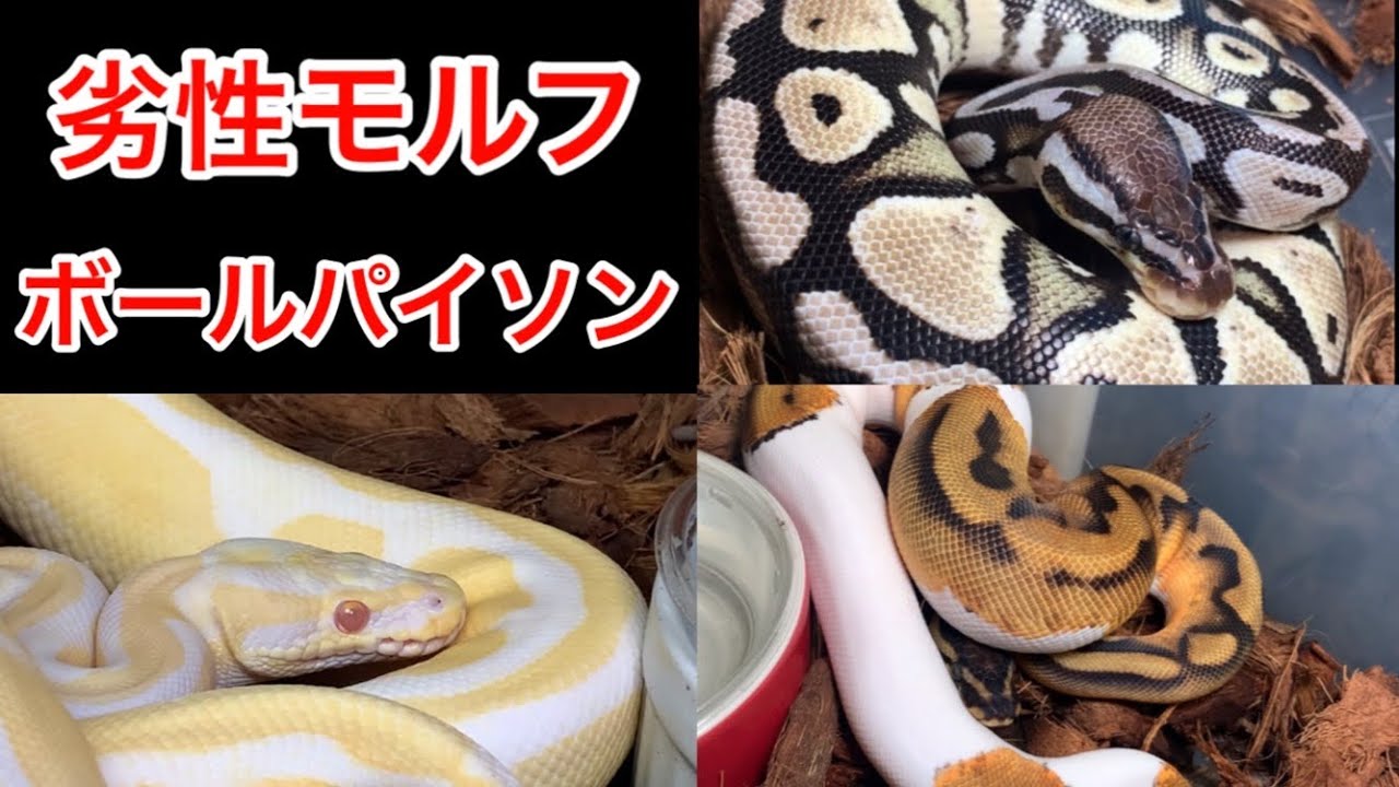 【ど定番】劣性モルフといえばこの子達でしょ‼︎ ボールパイソン