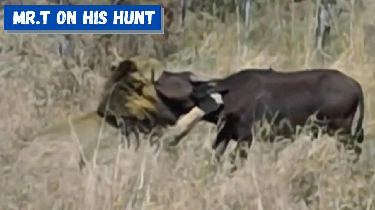 Mr.T and Kinky Tail hunting buffalos - The Legendary Mapogo Coalition of Lions