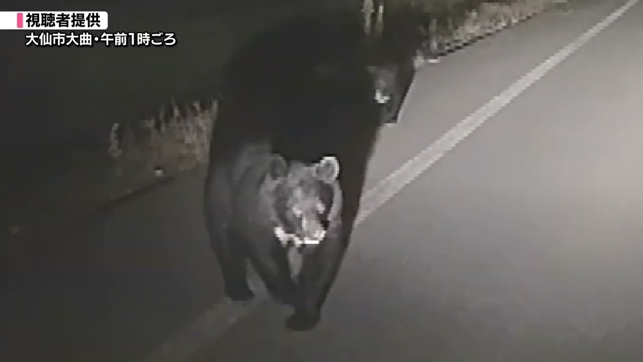 【投稿映像】車に向かってくるクマ 大仙市ショッピングセンター付近に３頭