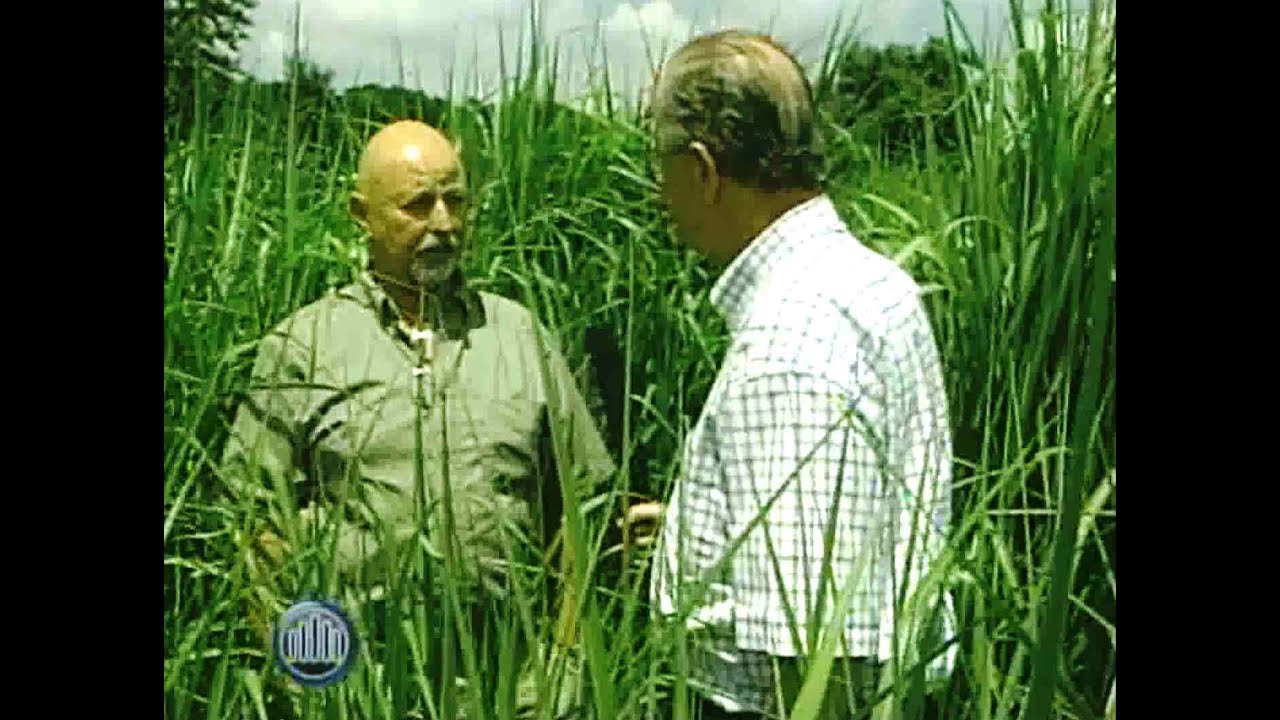 Growing A Truly Renewable Fuel: Miscanthus