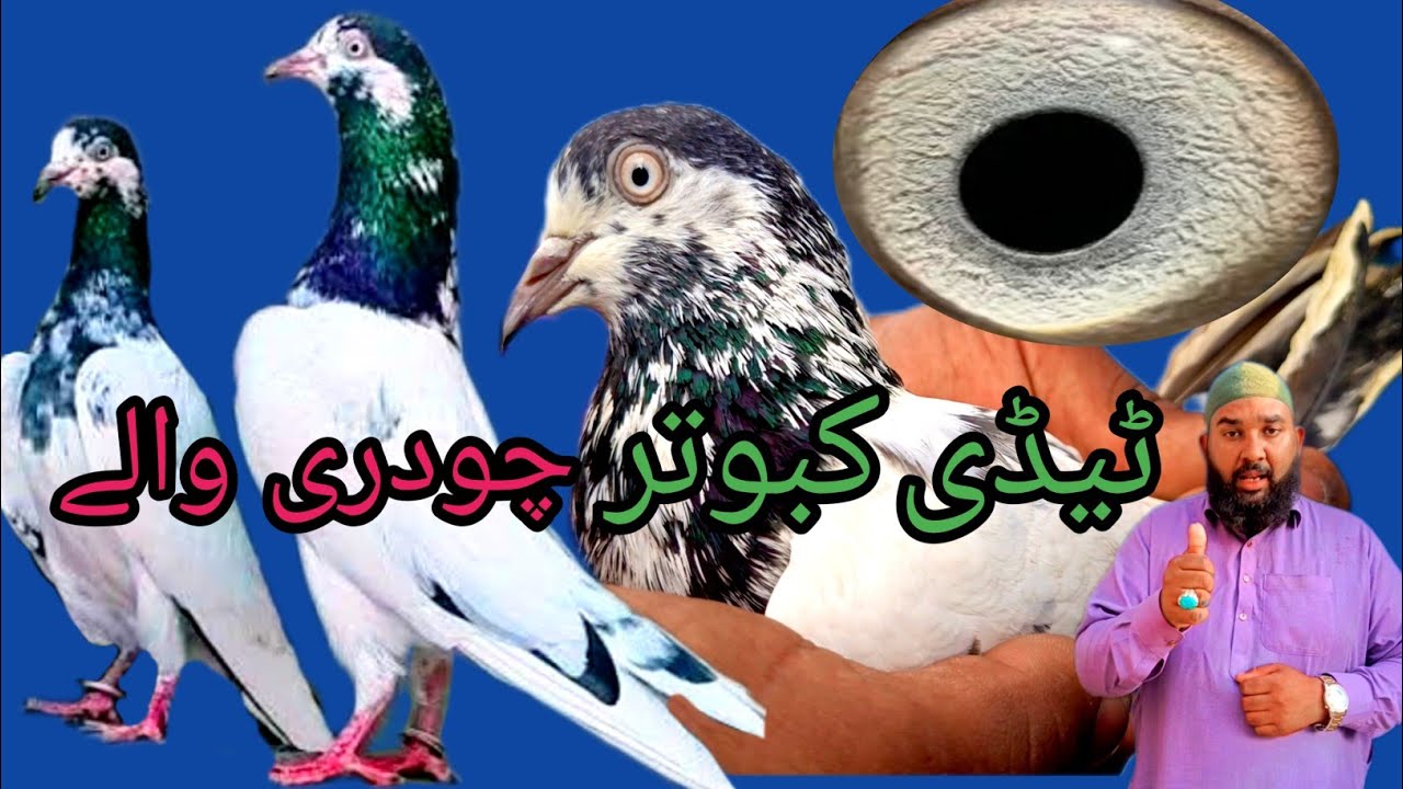 Taddy Kabootar Golden Kabootar motion wale kabootar#pigeon #bird #kabootar #viralvidel 