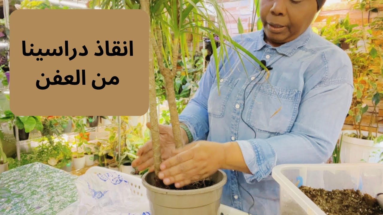 كيف ننقذ نبات الدراسينا من التعفن؟! وتغير التربة