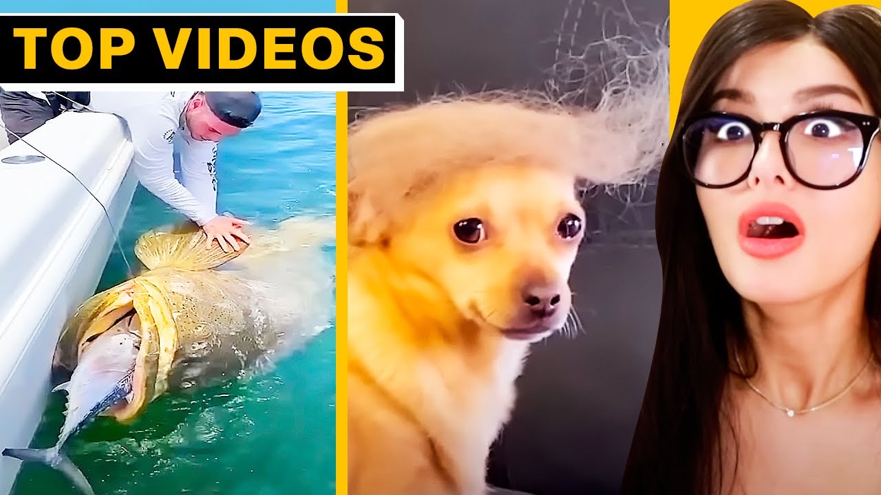 TikTok, которые ДЕЙСТВИТЕЛЬНО СТОИТ СМОТРЕТЬ! | SSSniperWolf