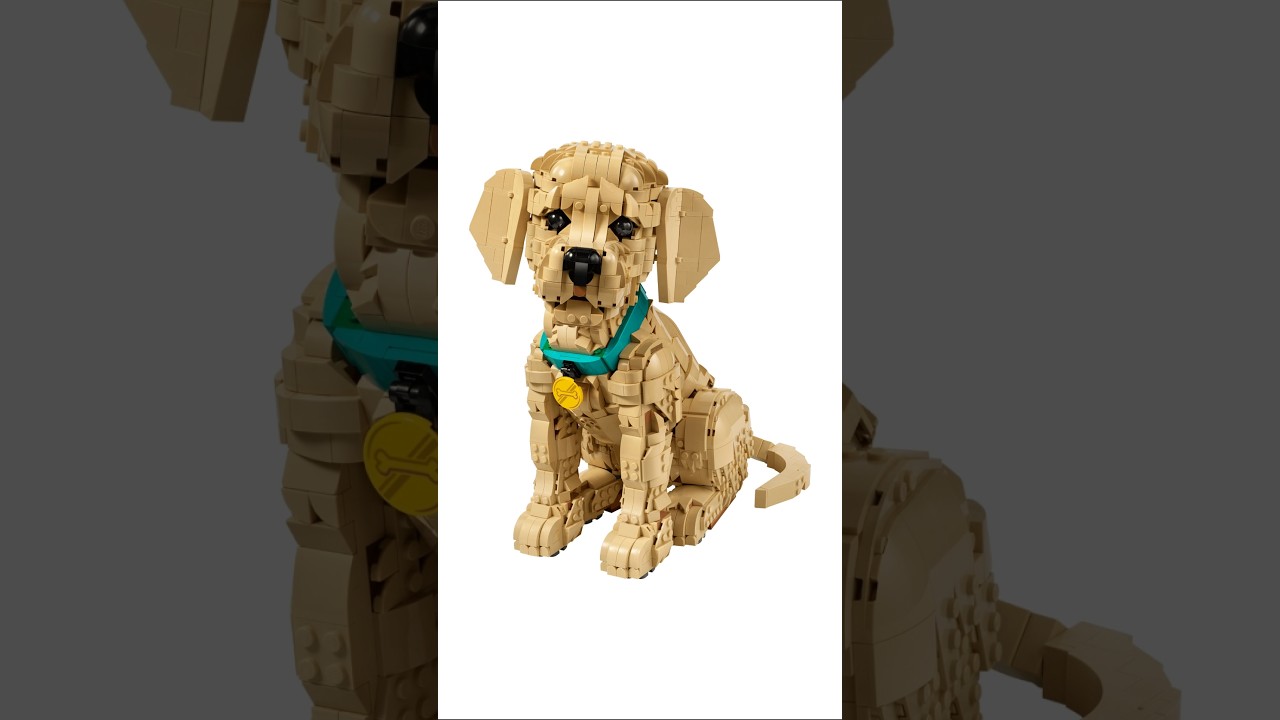 11384 Щенок золотистого ретривера Lego Icons #lego #shorts #goldenretriever #pets #petlovers #dog...