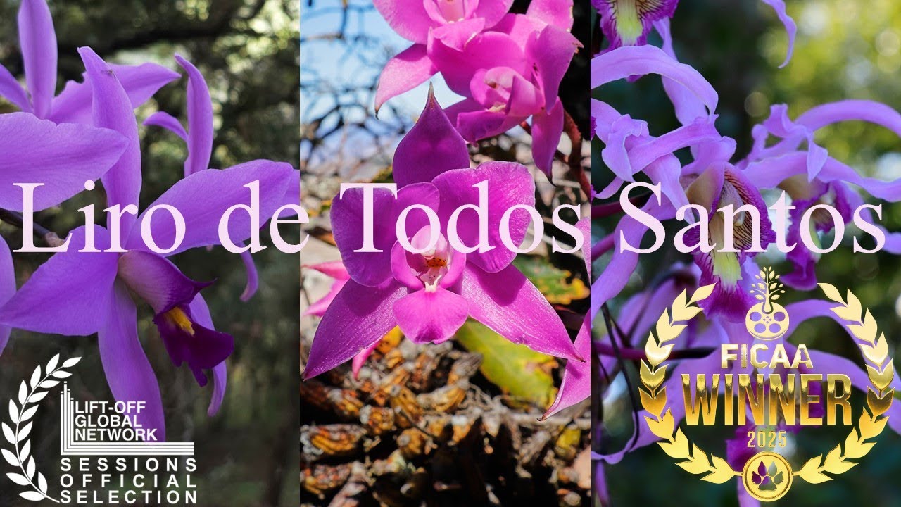 Lirio de Todos Santos | Documental de Orquideas