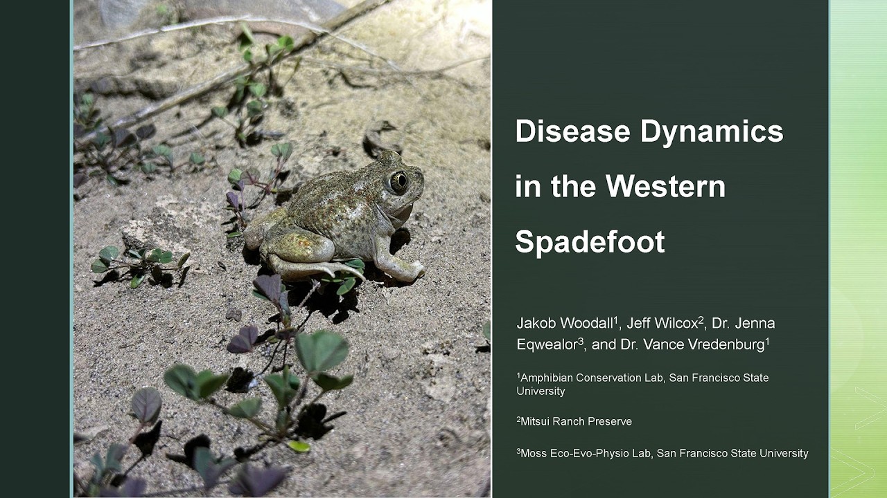 Disease Dynamics in the Northern Population of the Western Spadefoot