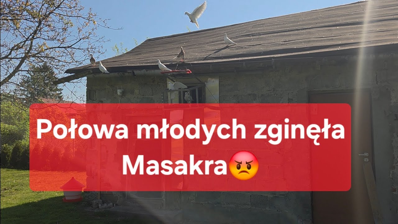 Młode coś wystraszyło, nie zeszły na noc. Duże straty 25.05 😡