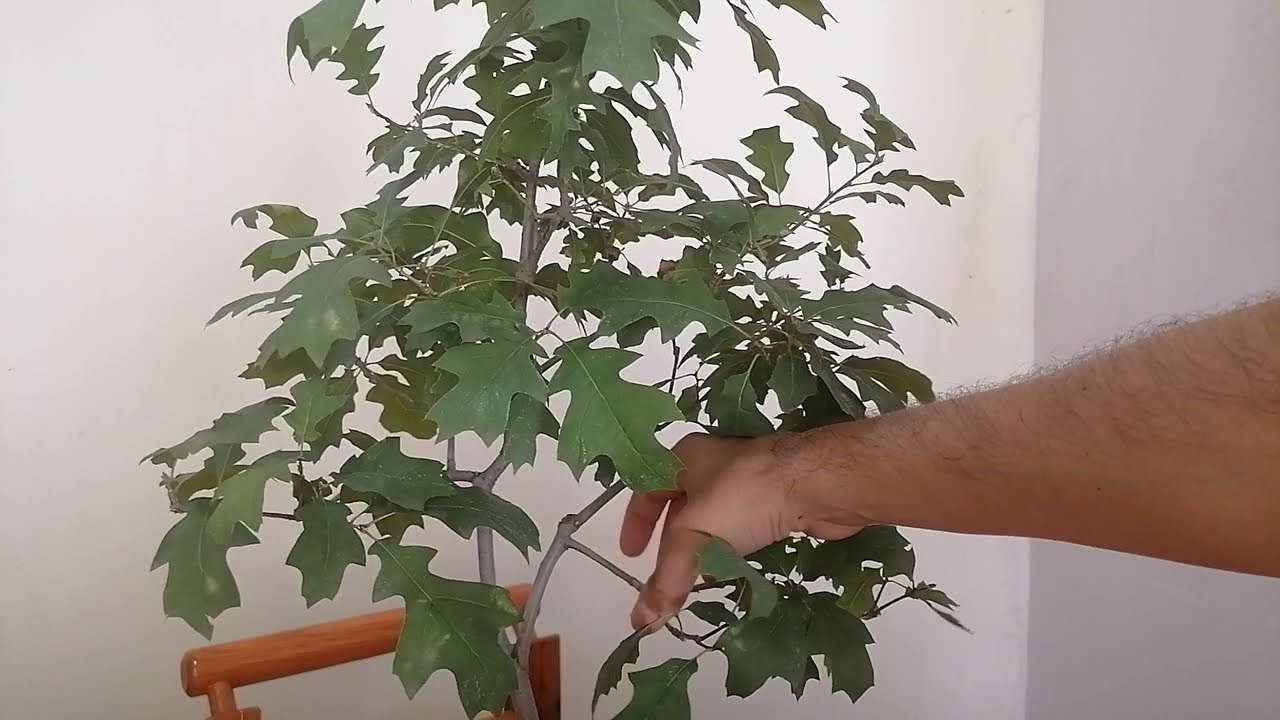 Pruning and wiring a Red Oak Prebonsai