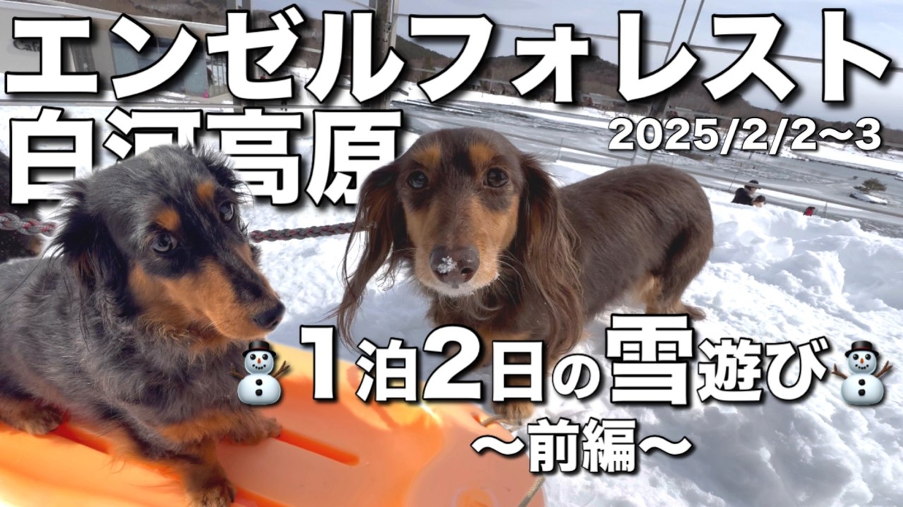 犬橇？！【犬連れ福島旅】エンゼルフォレスト白河高原で雪遊びしてきたよ⛄️スノーピーク白河高原も