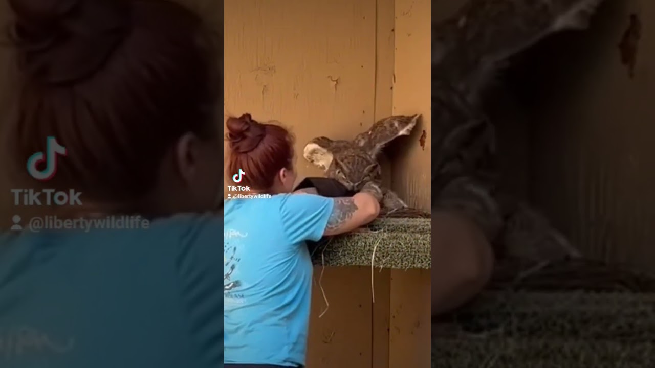 Darwin the Great Horned Owl gets the first orphan of the season