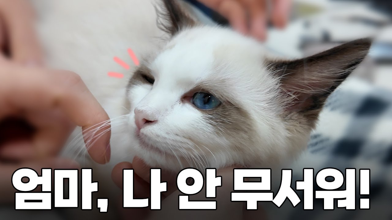 '엄마 나 안 무서워!' 모모의 3차 접종 도전기