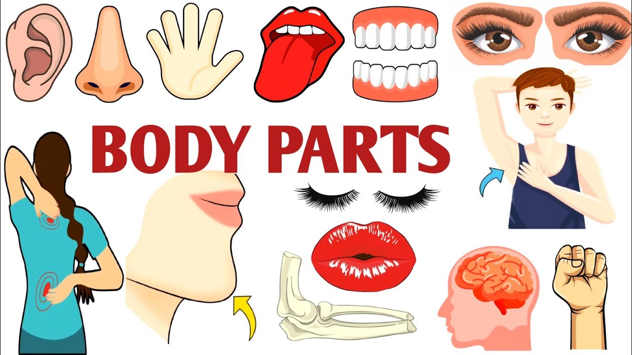 Parts of the Body | Parts of the Body for LKG Kids | Learn Body Parts & Sense Organs | #partsofbody 