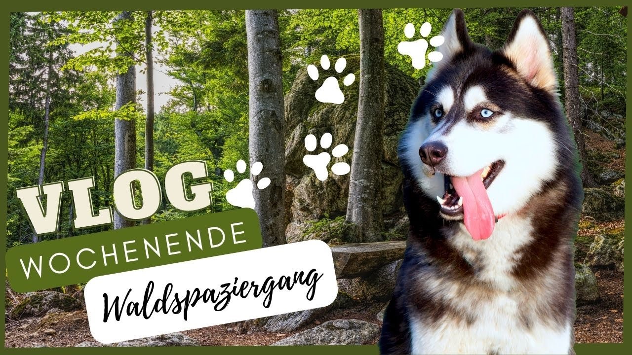 WALD Spaziergang mit Husky | Vlog | Huskies Lifestyle