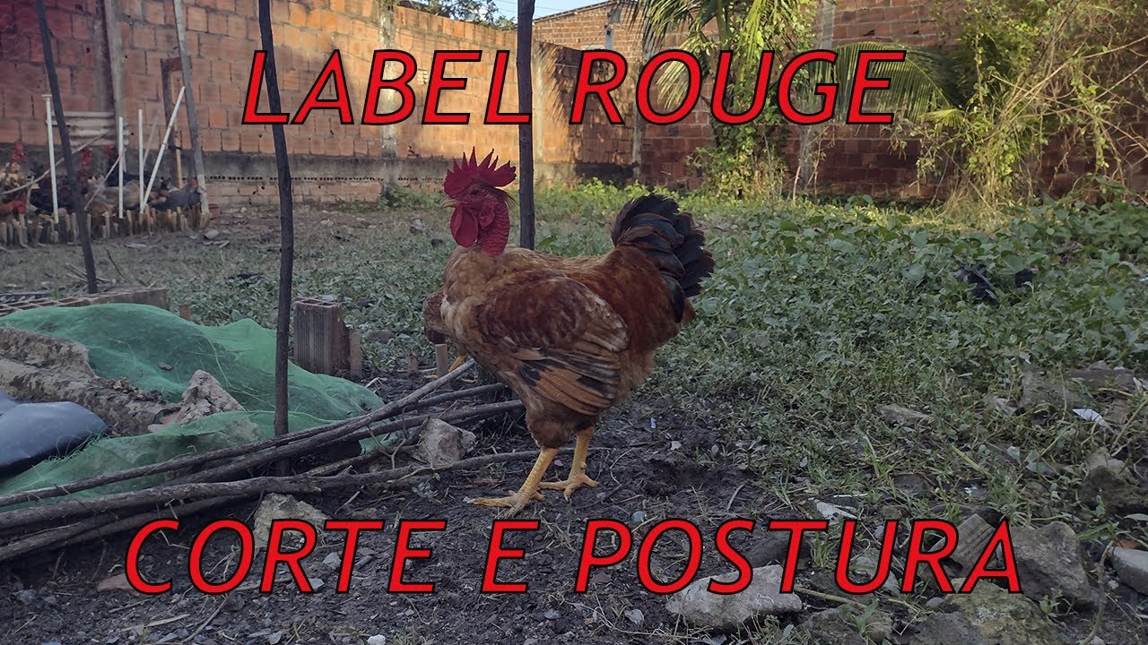 Galinhas Caipira Label Rouge Corte e Postura