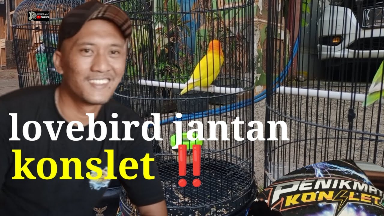 LOVEBIRD JANTAN KONSLET‼️ POLA PERAWATAN JANTAN SINGLE PROSES PENGGACORAN