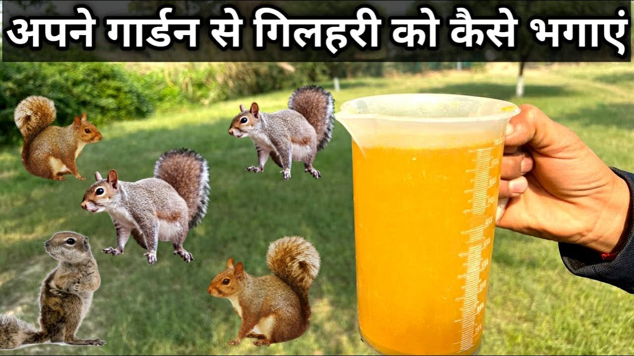 पौधों को गिलहरियों से कैसे बचाएं How to Keep Squirrels Away From Our Plants
