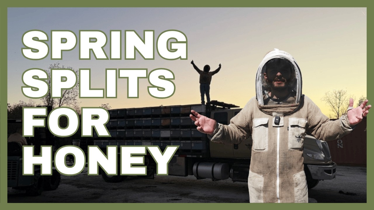 Как мы превращаем пчел, вложивших 80 000 долларов, в урожай меда