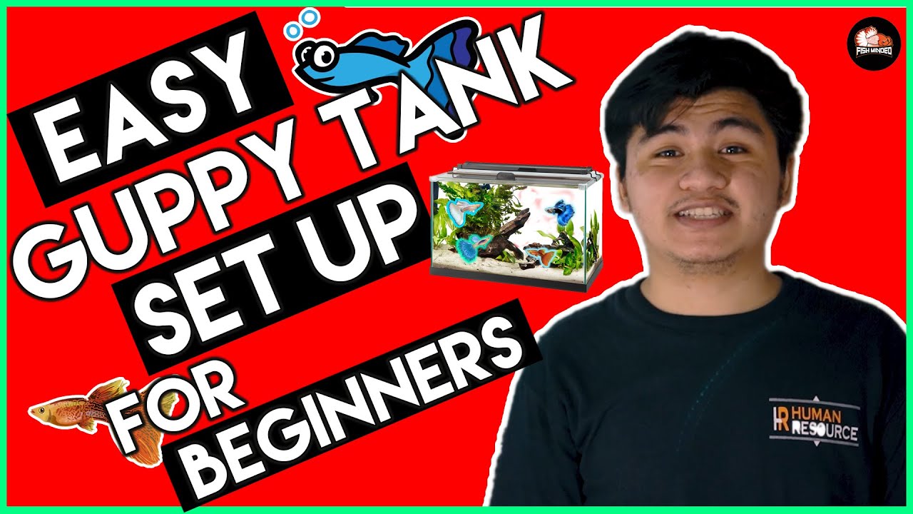 Guppy tank setup for beginners
