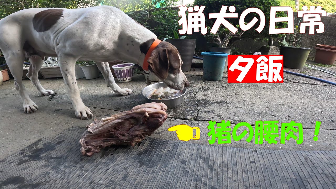猟犬の日常　夕飯　愛犬ルビーに猪の腰骨をあげる