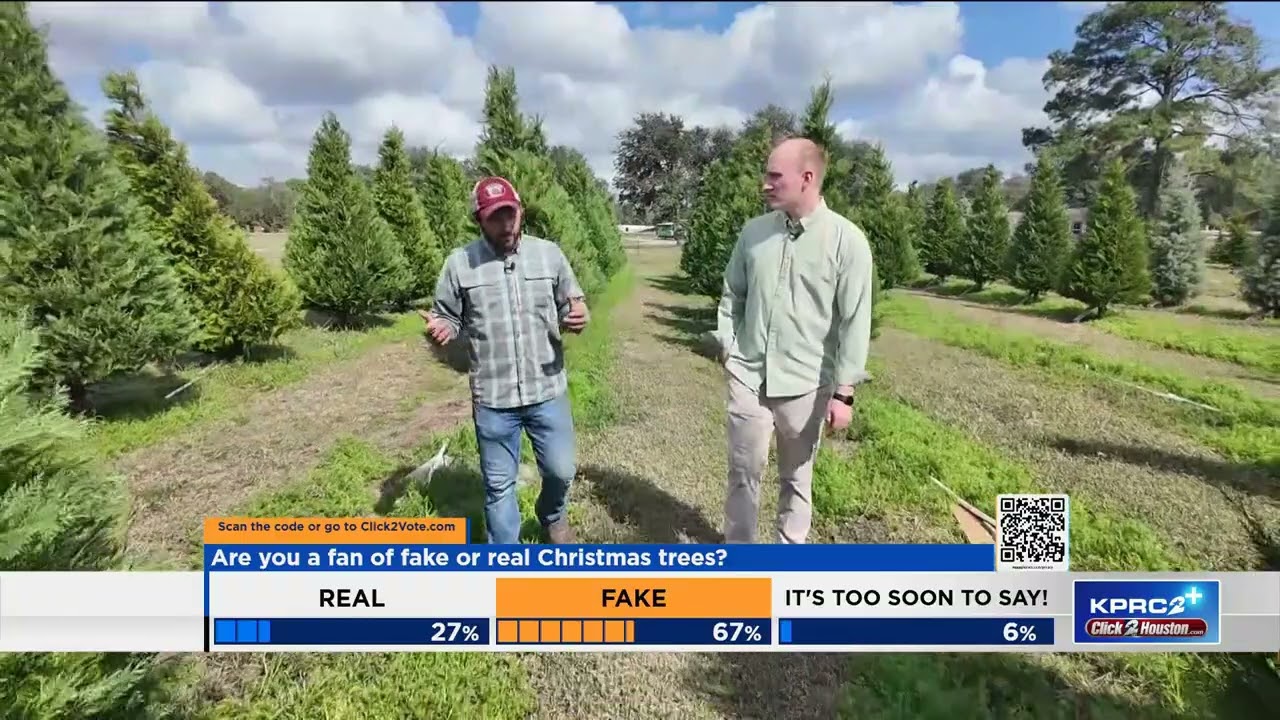 How A Hurricane Could Lead To A Christmas Tree Shortage