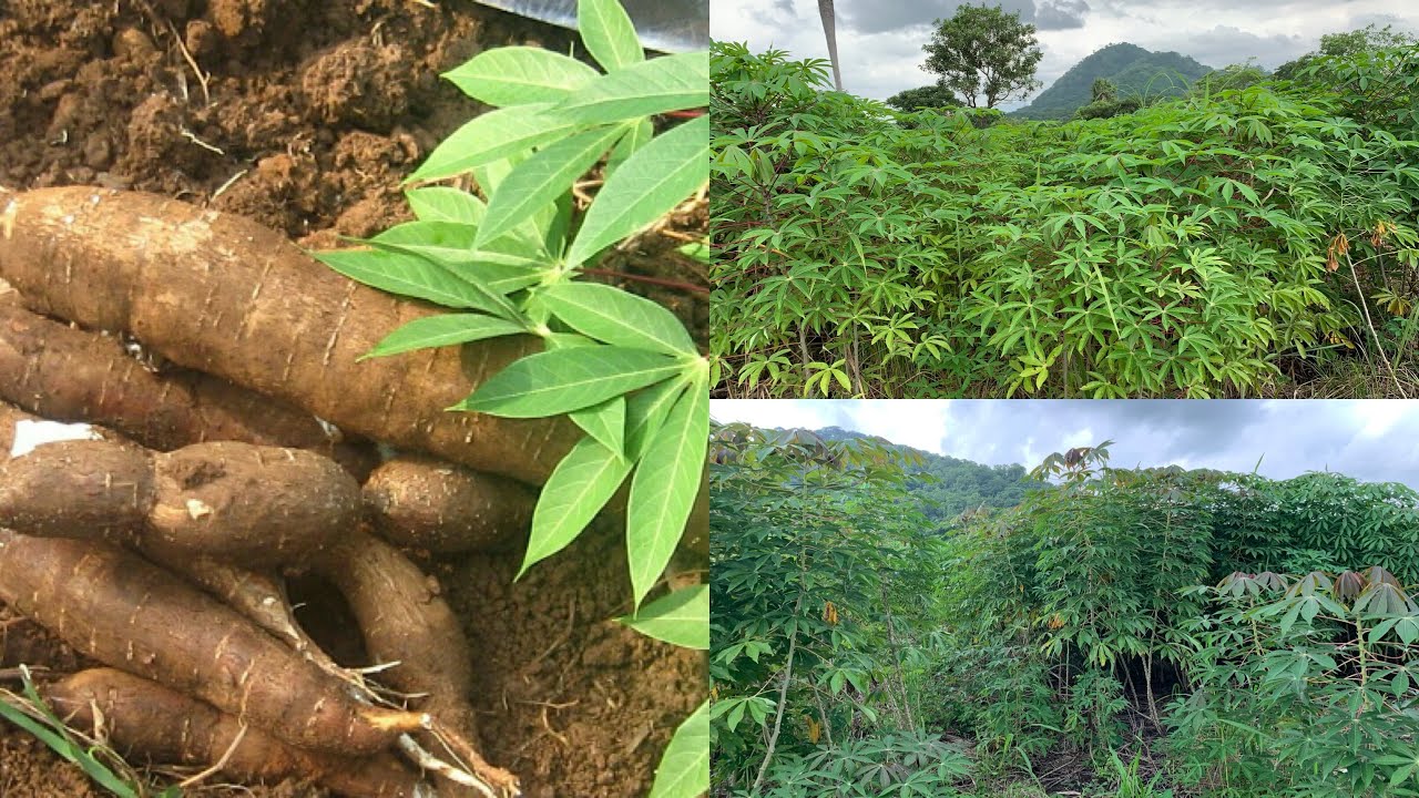 This Is Why Cassava is Gaining Grounds In Recent Times.