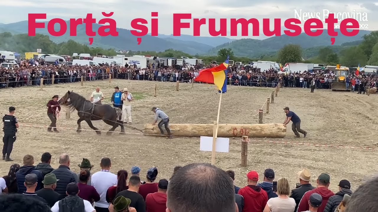 SUPERB...Târgul de cai de la Marginea, ediția  a VI-a - Frumusețe și Putere într-un singur loc