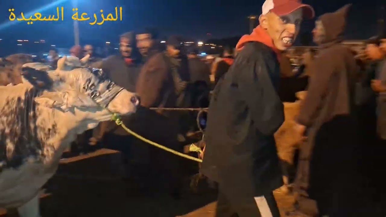فيديو جديد ورائع مباشرة من سوق سبت السطات بتاريخ اليوم 29/11/2025 مع ذكر الثمن 🐏🐂🐄