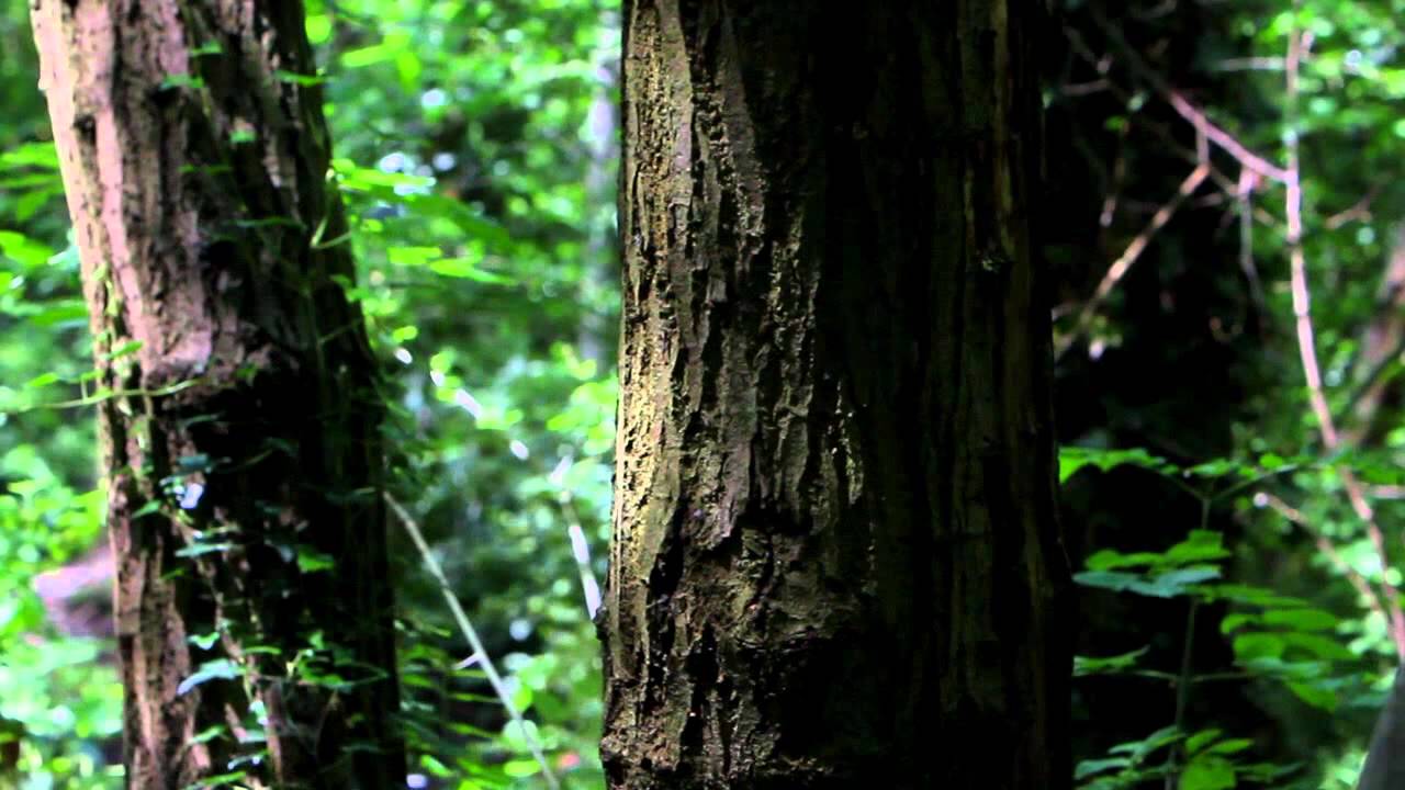 Green Network