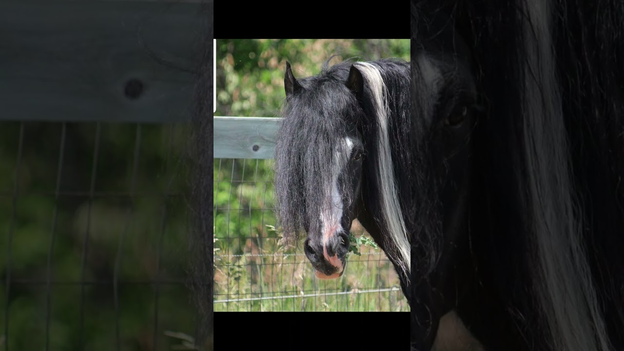 Don King - black and white Gypsy Vanner Stallion at stud