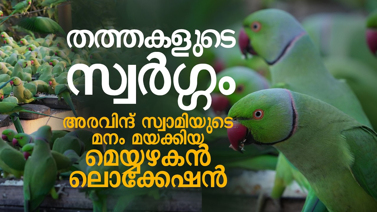 ചെന്നൈ നഗരമധ്യത്തിലെ തത്തകളുടെ വൈറൽ വീട് | PARROT MAN OF CHENNAI