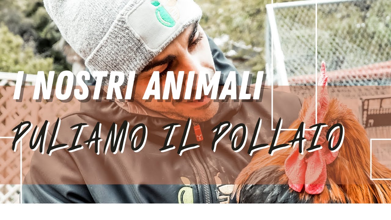 Puliamo il nostro Pollaio 🐔