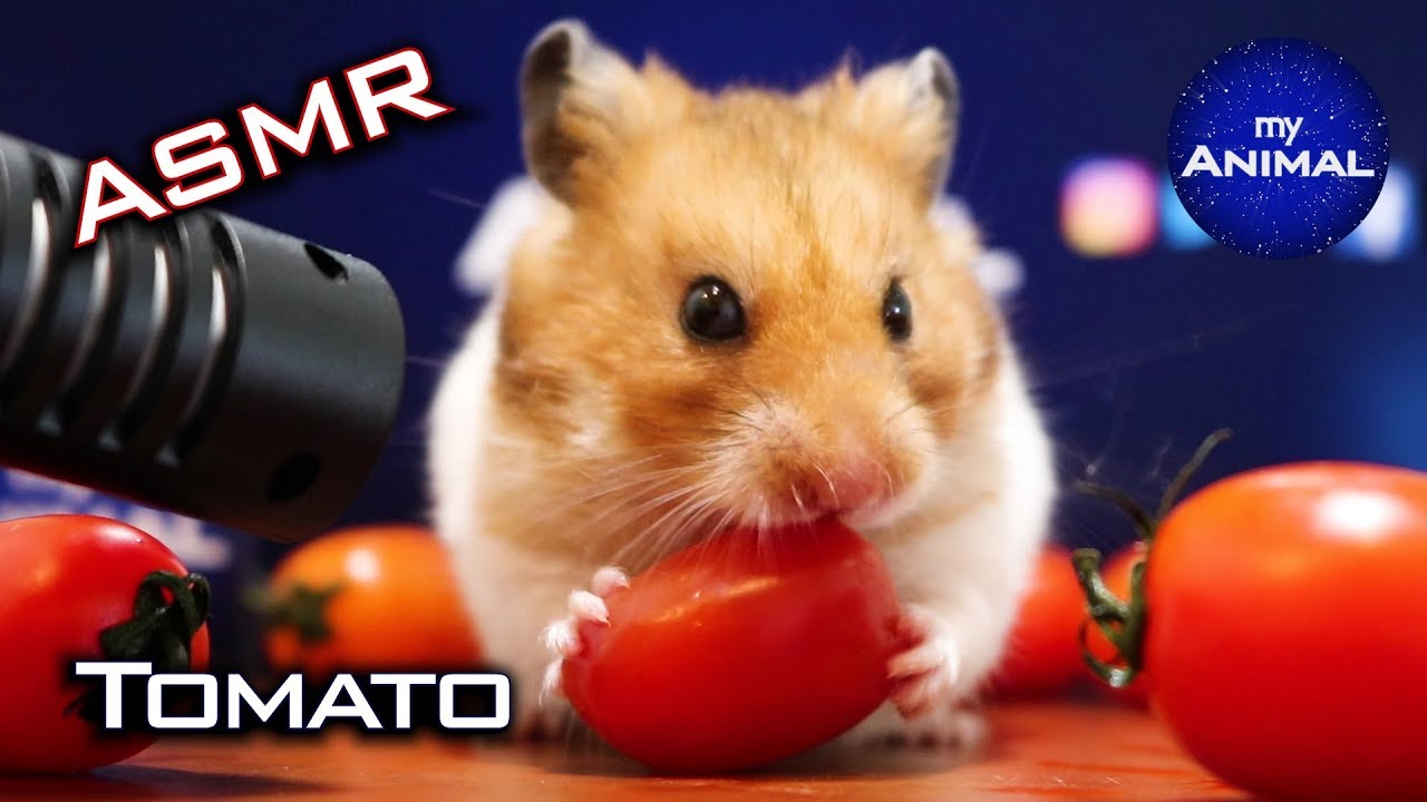 🍅ASMR Hamster Eating Tomato 🐹15 | Animal ASMR