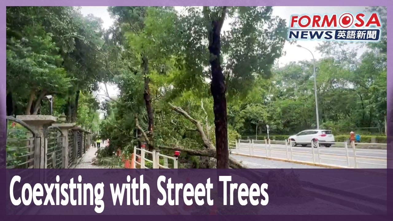 How to grow street trees that don’t endanger pedestrians｜Taiwan News